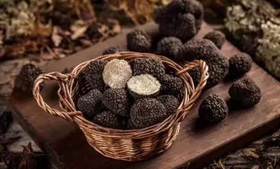 Truffles – An Exclusive Delicacy from Istria
