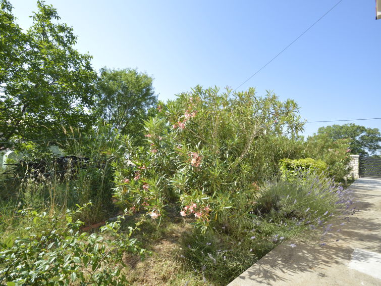 Apartment Renata